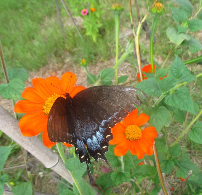 Pipevine Swallowtail