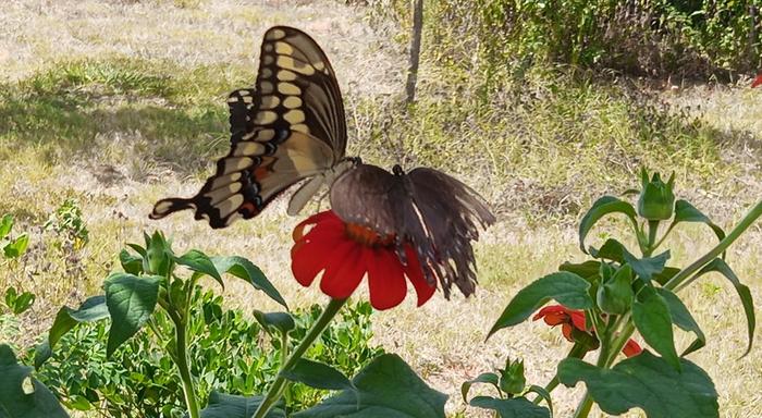 giant swallowtail on tithonia bloom