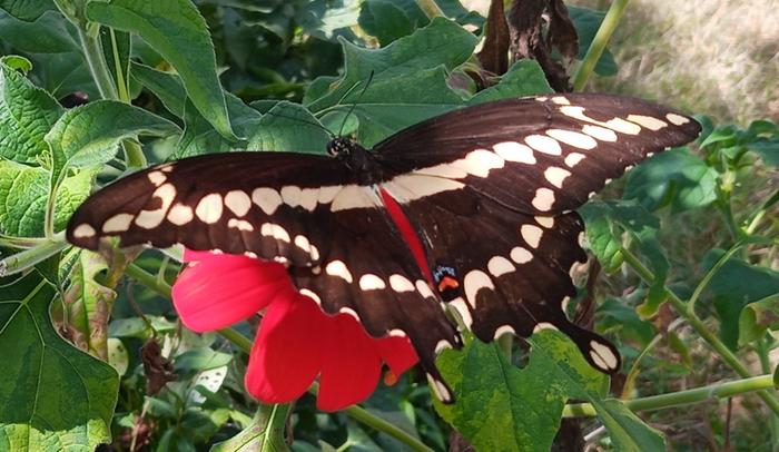giant swallowtail on tithonia bloom