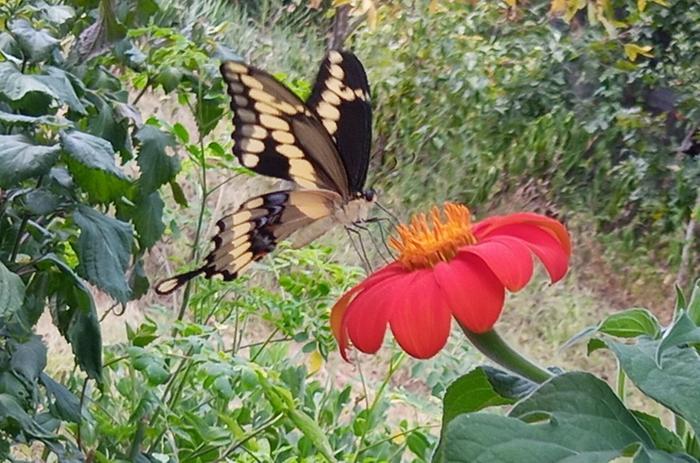 giant swallowtail on tithonia bloom