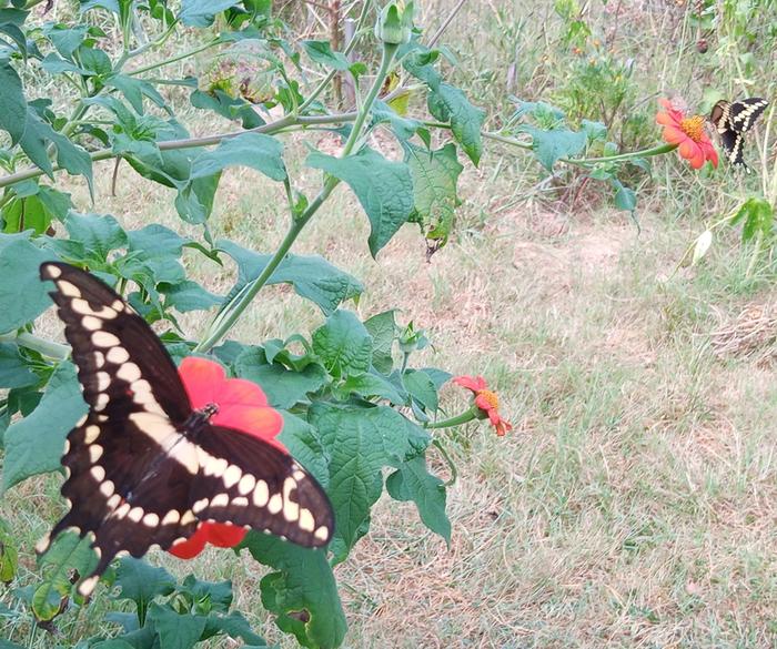 giant swallowtail on tithonia bloom