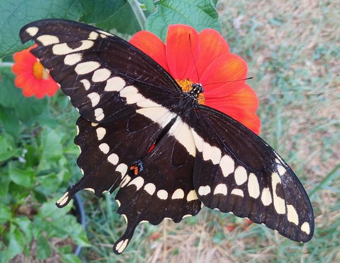 giant swallowtail on tithonia bloom