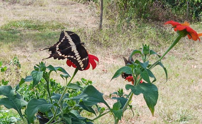 giant swallowtail on tithonia bloom