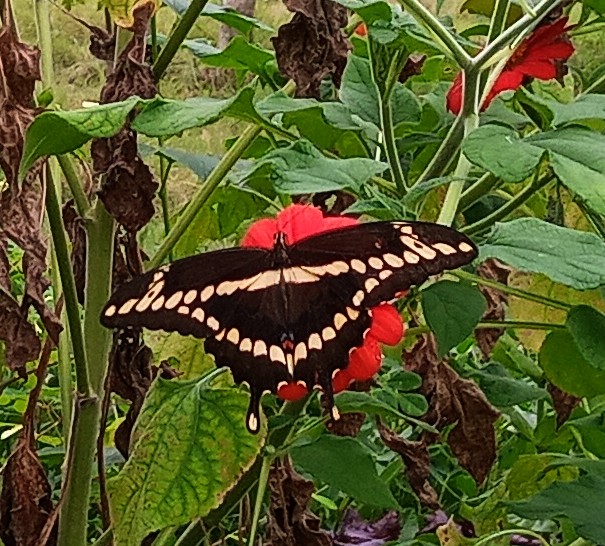 giant swallowtail