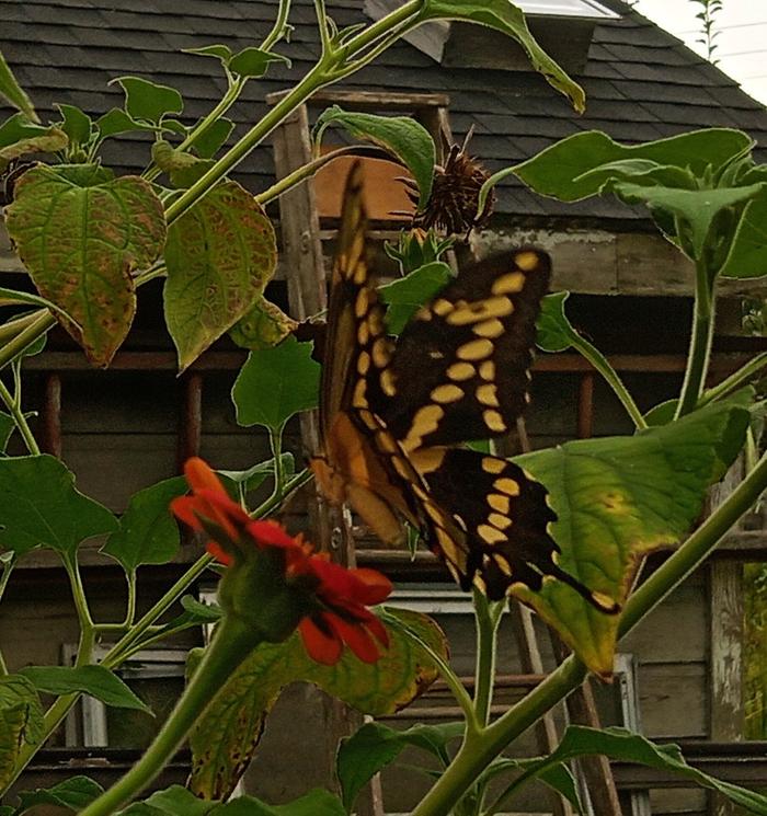 giant swallowtail