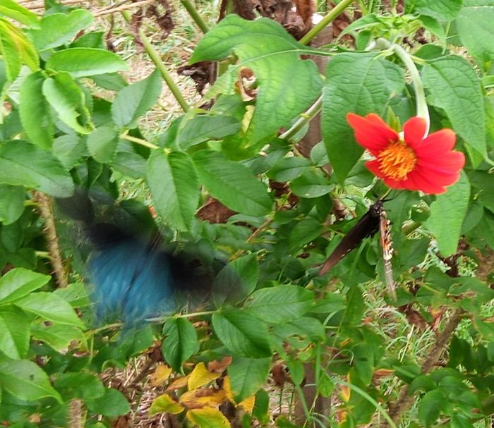 pipevine
