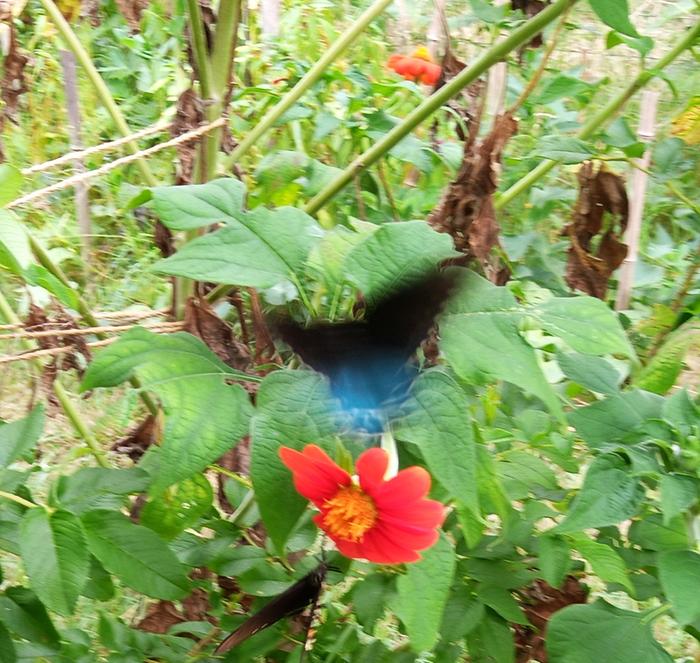 pipevine