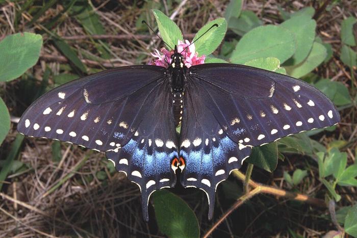 [Thumbnail for Pristine_Black_Swallowtail.jpg]