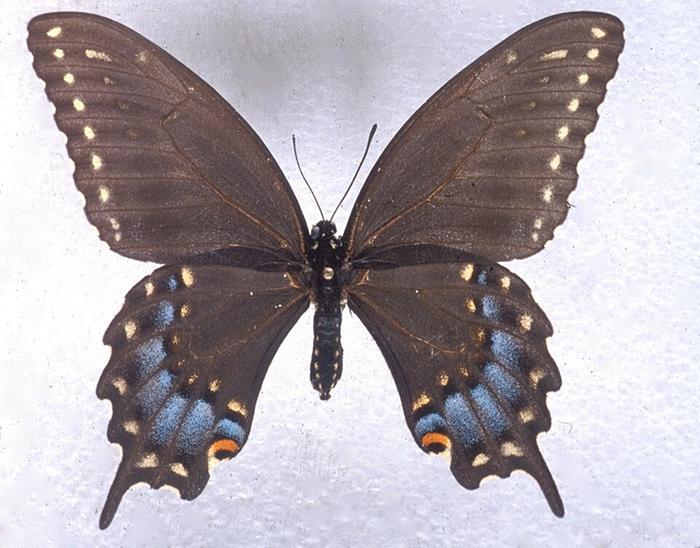 [Thumbnail for Papilio_joanae_female.jpg]