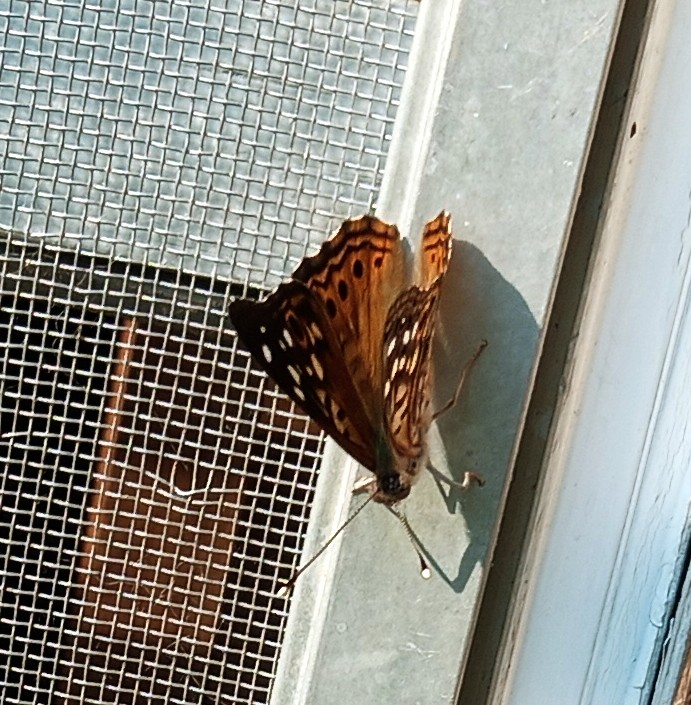 Asterocampa celtis, the hackberry emperor