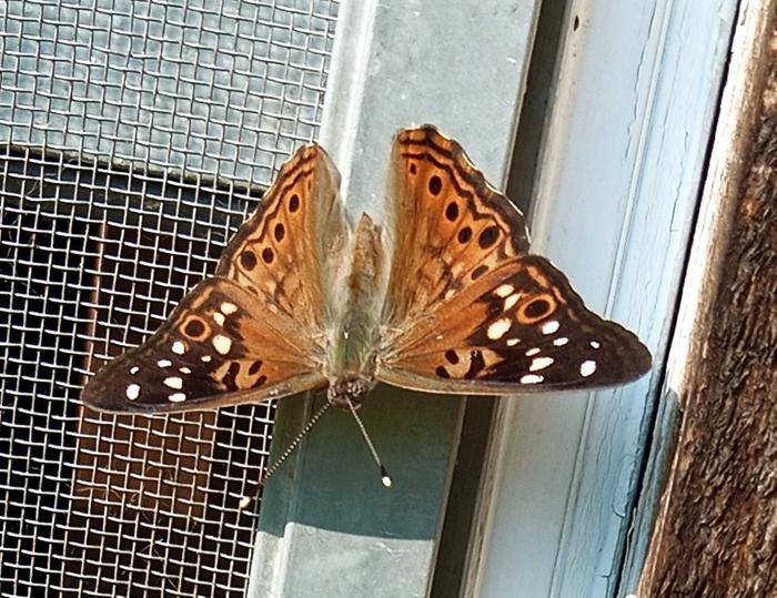 Asterocampa celtis, the hackberry emperor
