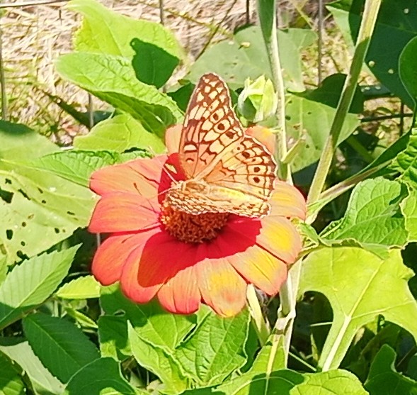 Euptoieta claudia - Variegated Fritillary
