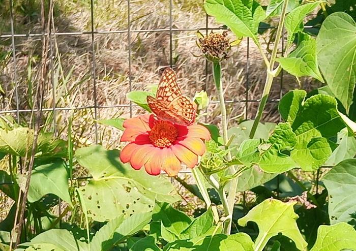 Euptoieta claudia - Variegated Fritillary