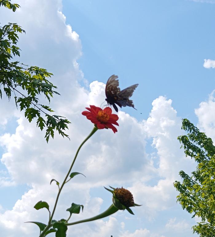 pipevine swallowtail