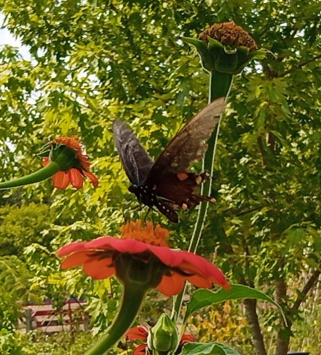 pipevine swallowtail