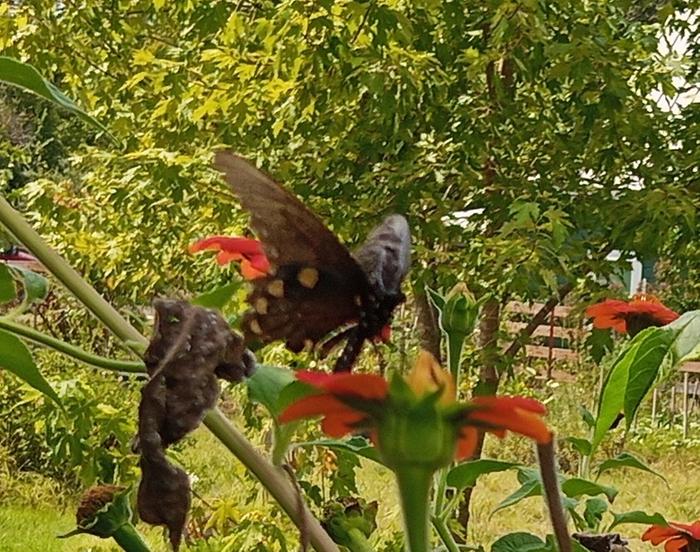 pipevine swallowtail