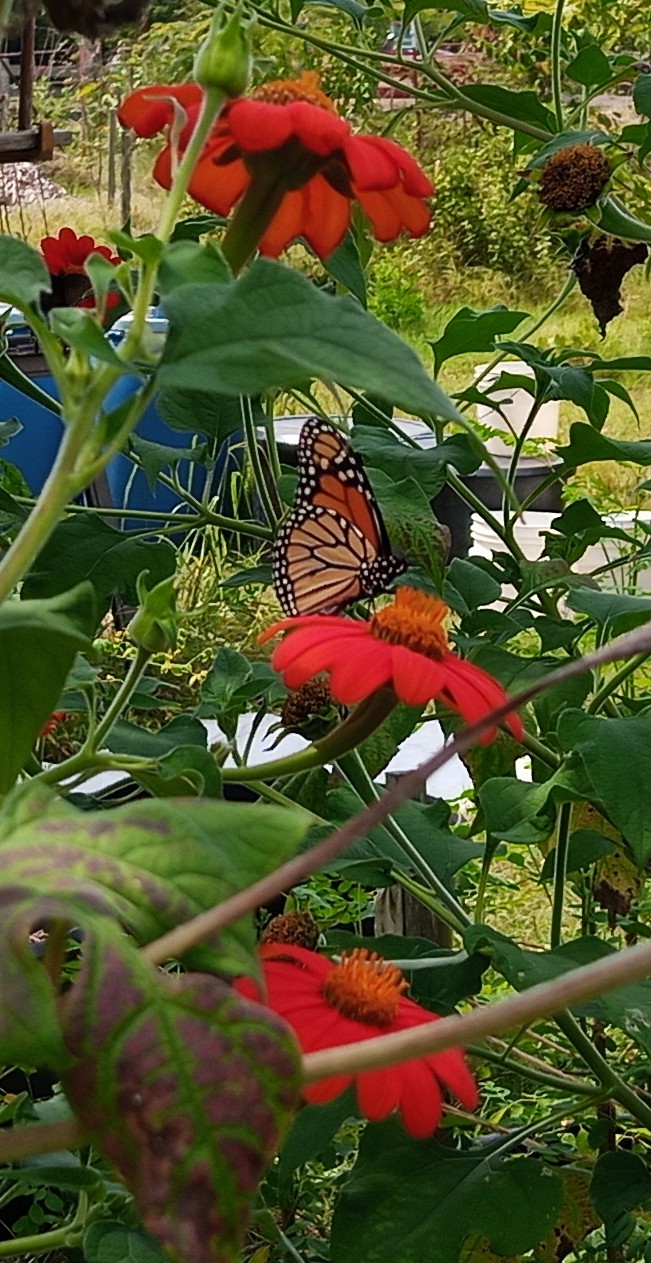 monarch