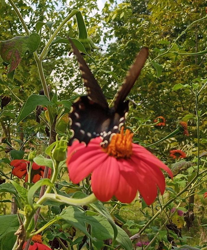 dark morph eastern swallowtail female