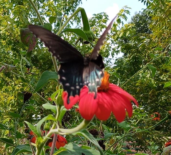 dark morph eastern swallowtail female