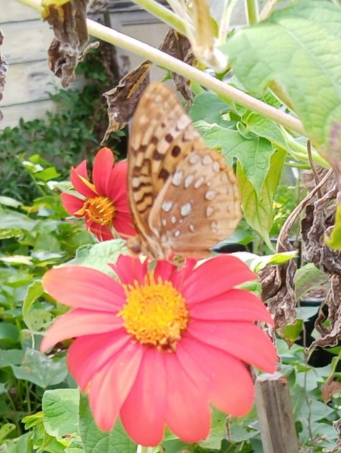variegated fritillary