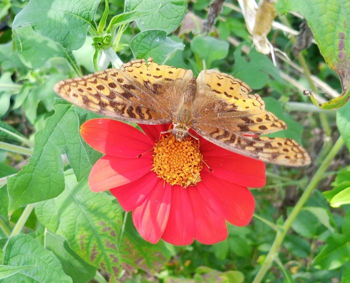variegated fritillary