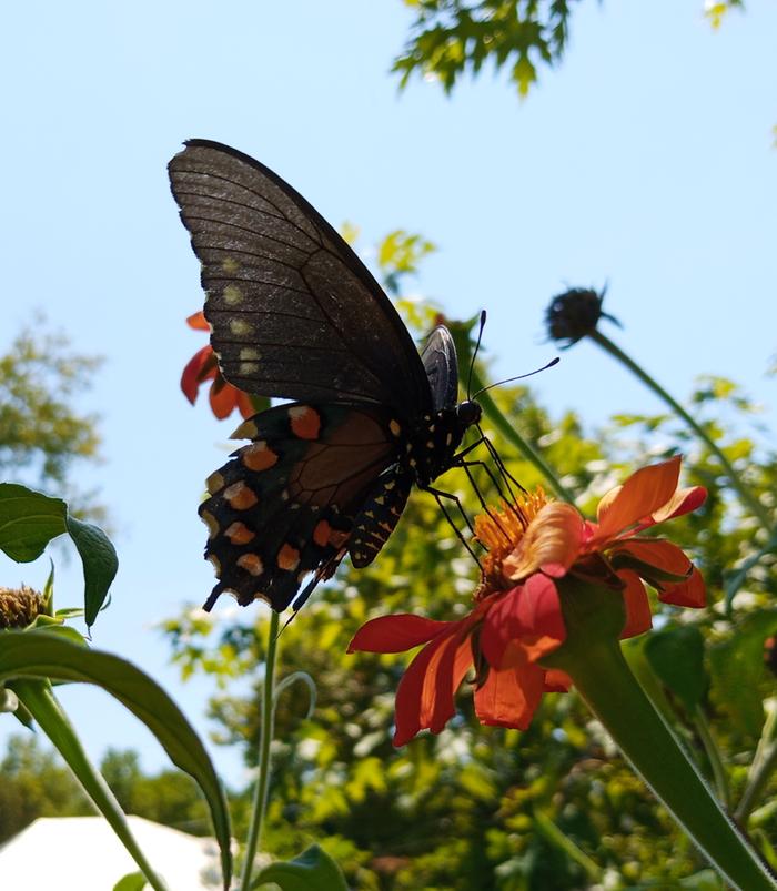 pipevine swallowtail