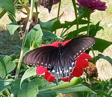 pipevine swallowtail