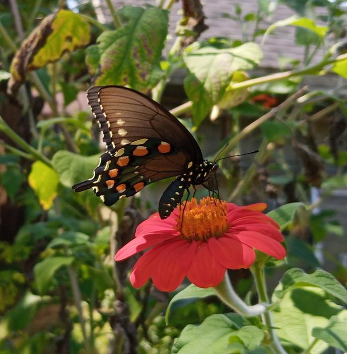 pipevine swallowtail