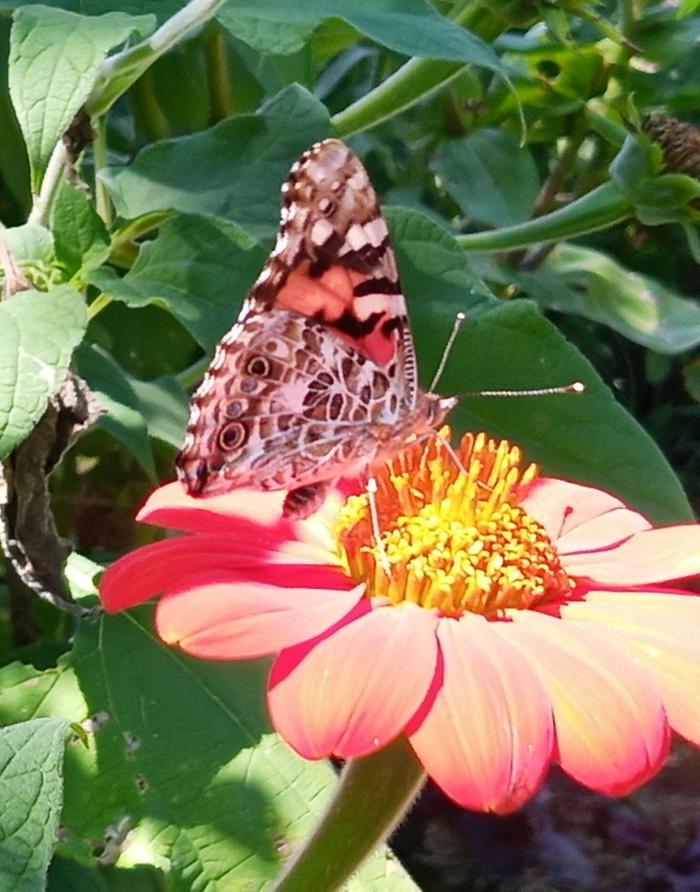 painted lady