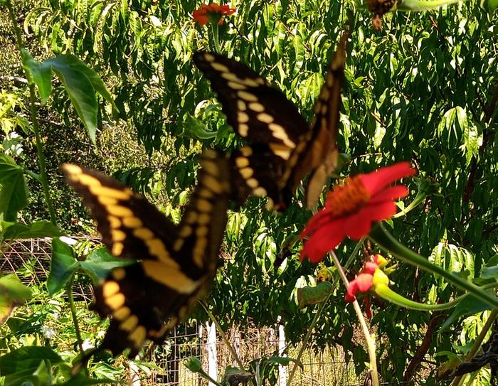 giant swallowtail