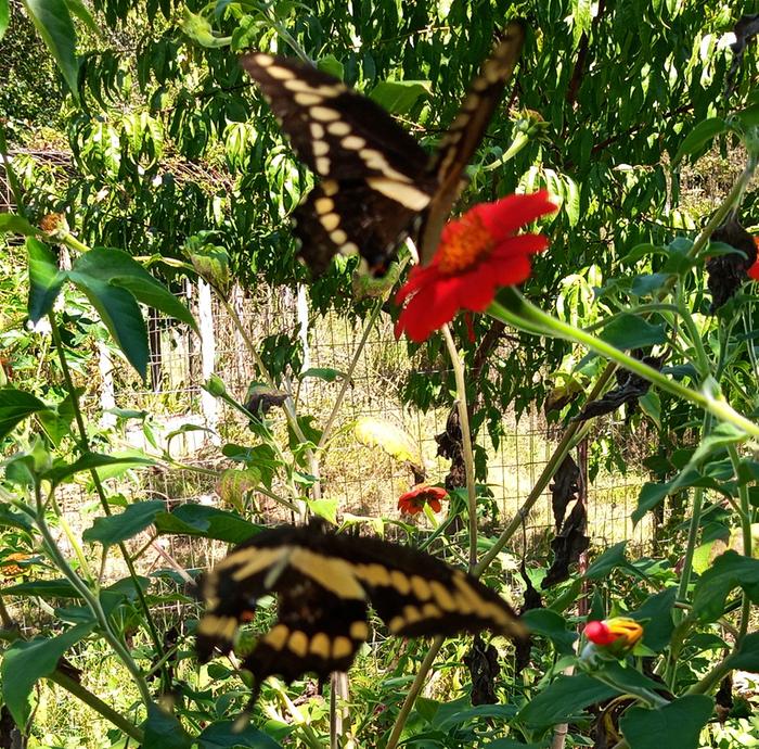 giant swallowtail