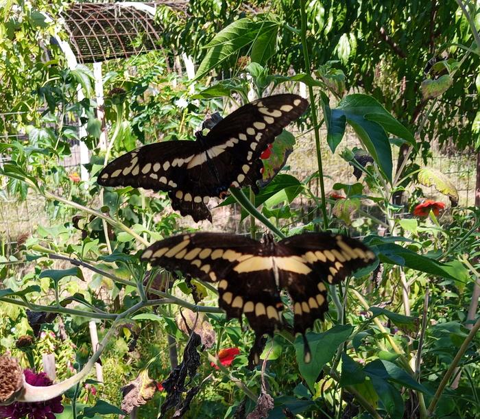 giant swallowtail