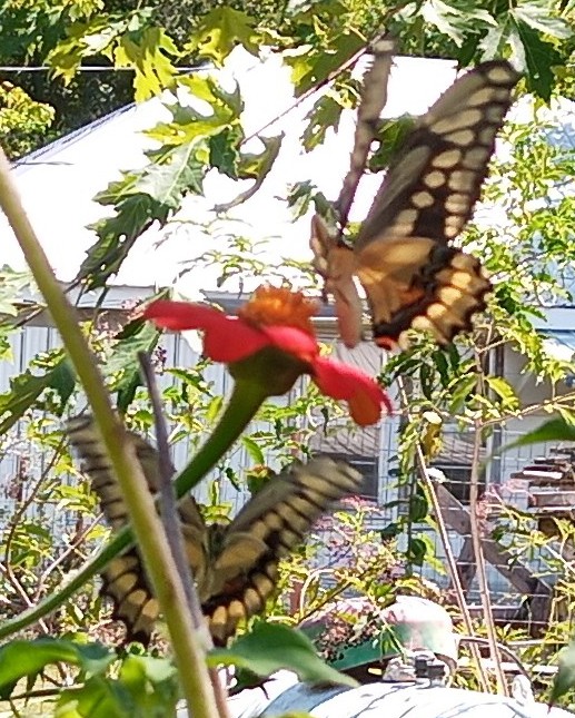 giant swallowtail