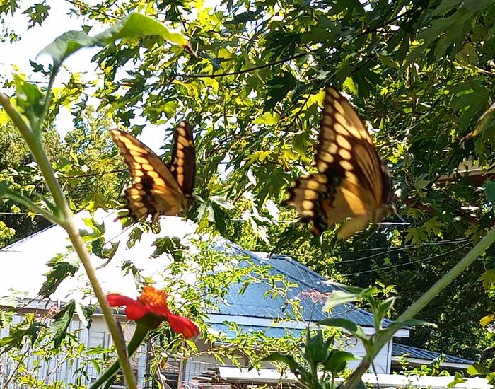 giant swallowtail