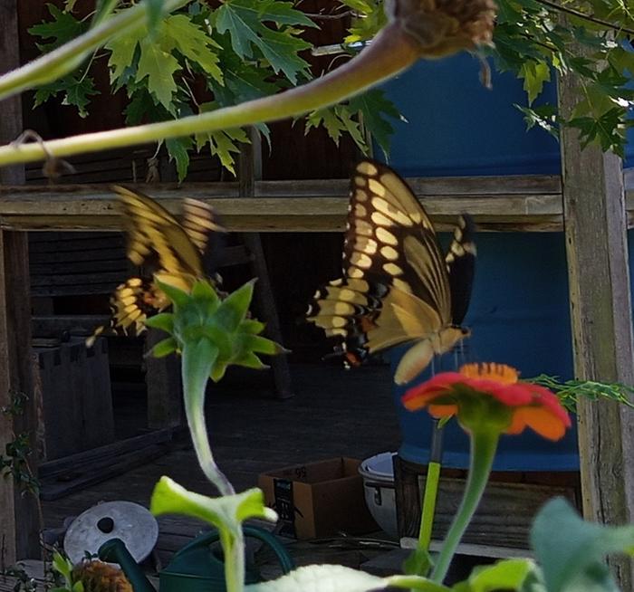 giant swallowtail