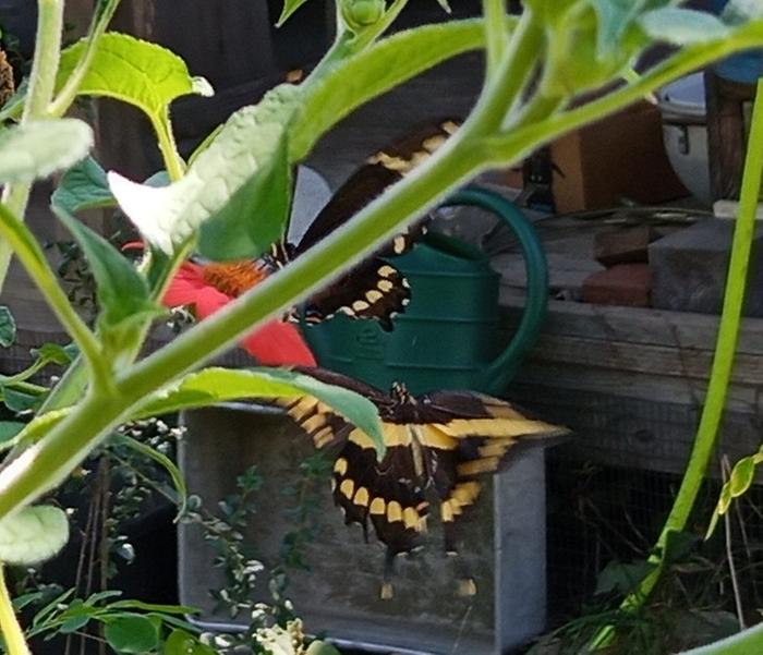 giant swallowtail