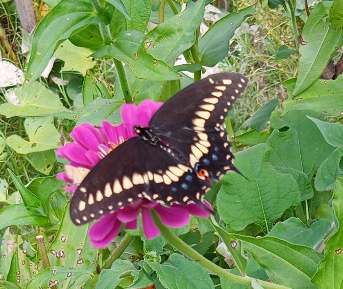 female black swallowtail