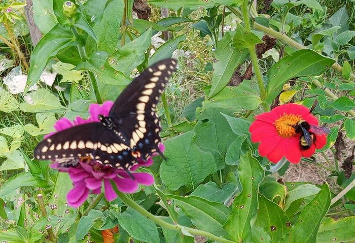 female black swallowtail