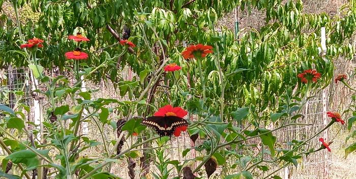 female black swallowtail