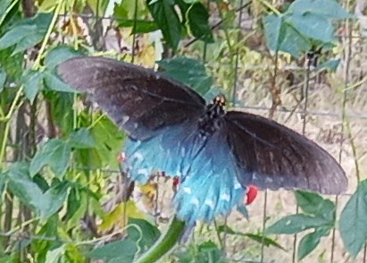 pipevine swallowtail