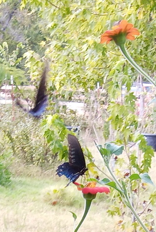 pipevine swallowtail