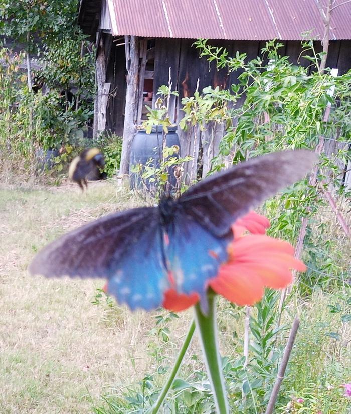 pipevine swallowtail