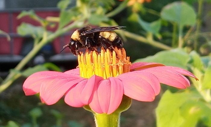 bumblebee