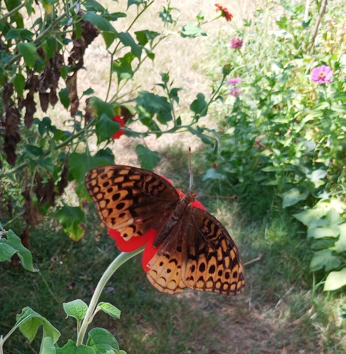 great spangled fritillary