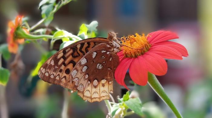 great spangled fritillary