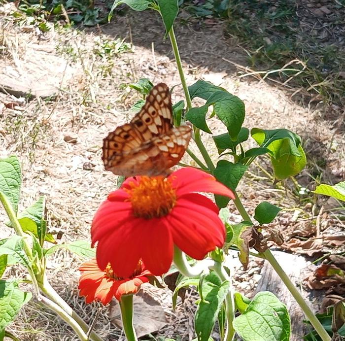 variegated fritillary