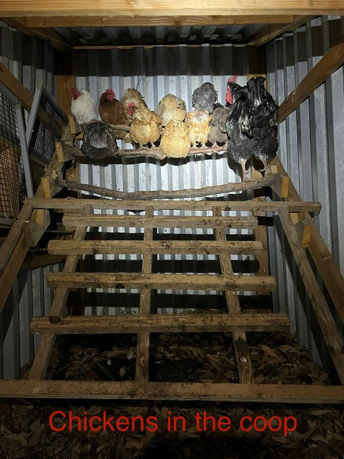 Chickens Roosting in Chicken Coop