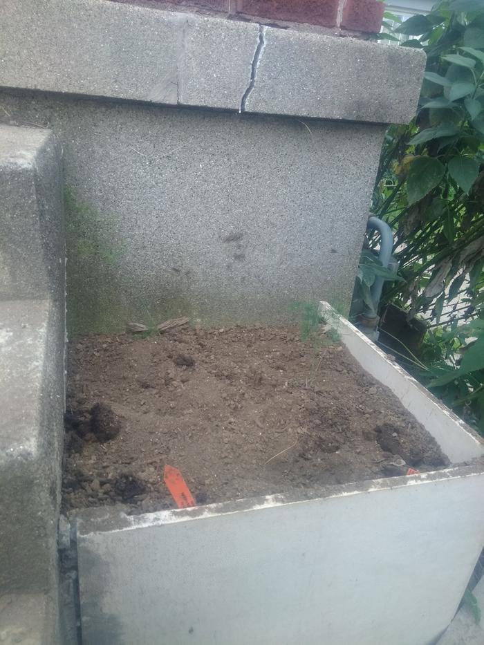 Purple passion asparagus in place