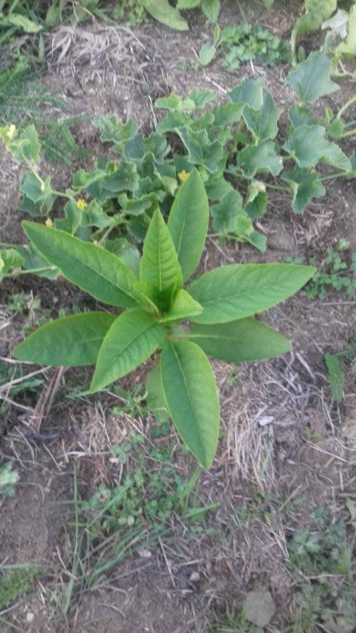 pokeweed