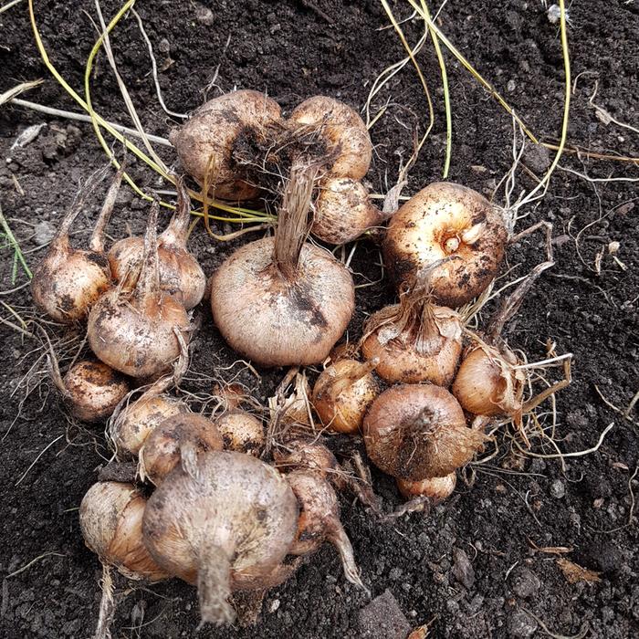 Corms - mother and daughters